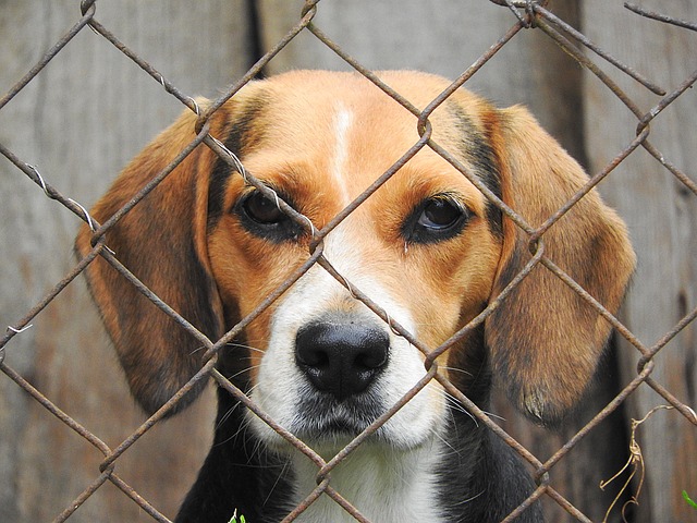beagle-in shelter