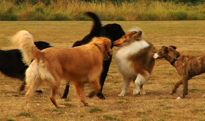 Annie having the time of her life at the dog park.